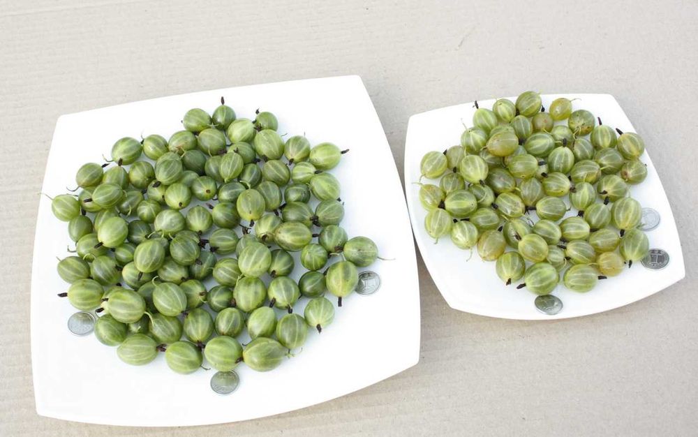 Крыжовник Крупн Колобок,Уральський ізумру,Добриня смороДоросліСаджанці