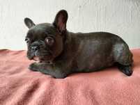 Piękny buldog francuski BLUE