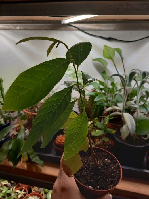 Vendo planta de anona