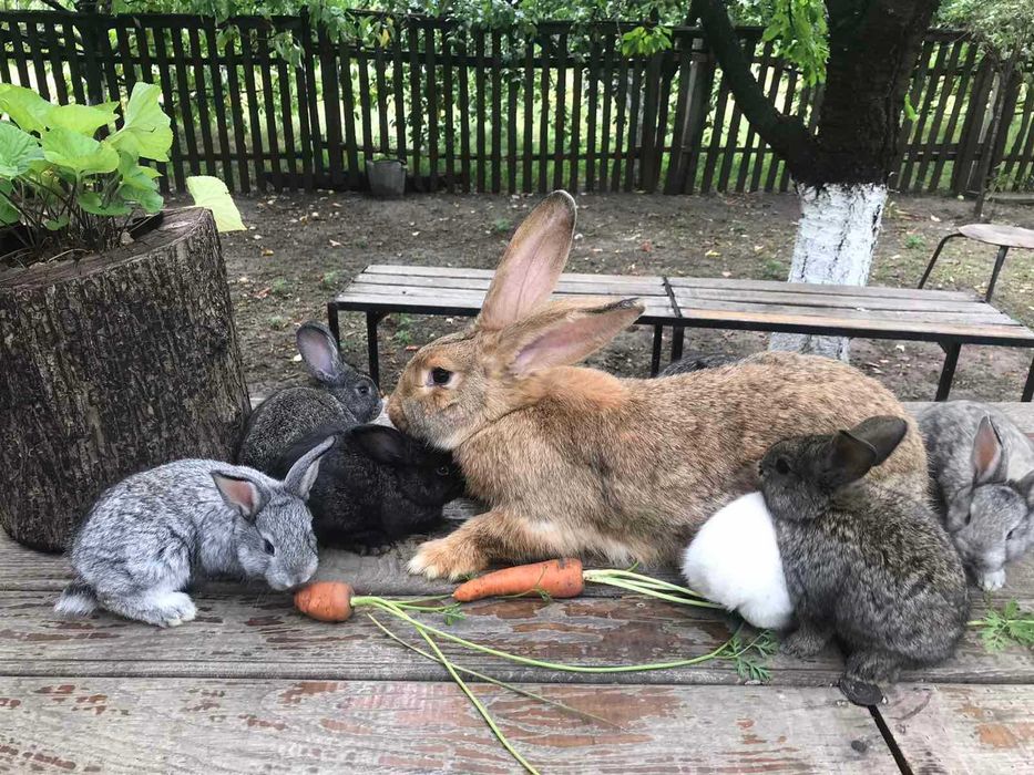 Продам племінних кролів та молодняк.
