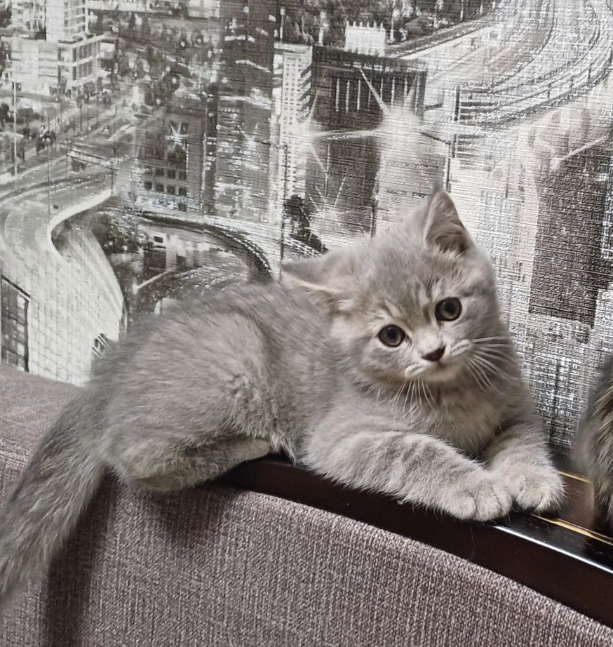 Продам шотландских котят