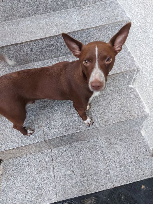 Uma família para o Eddie e para a Estrela