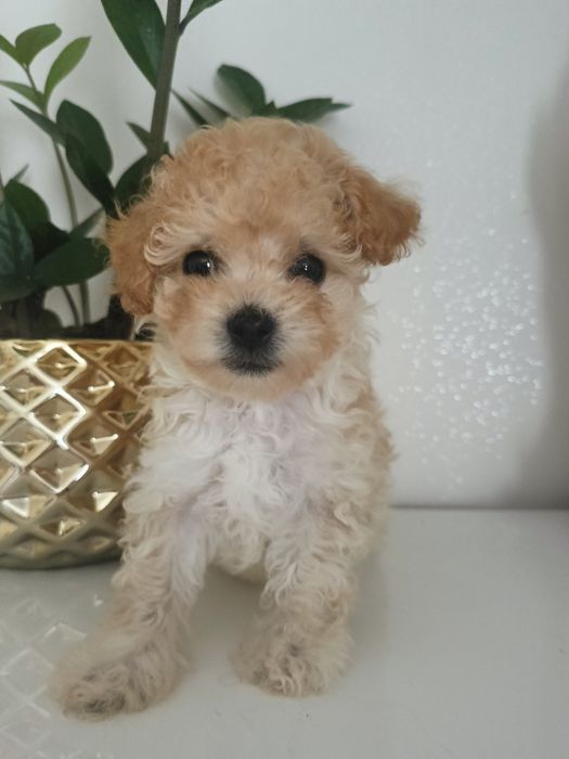 prześliczna sunia maltipoo