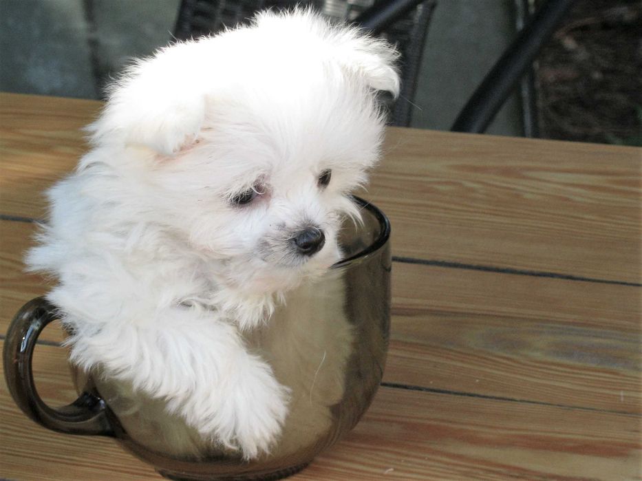 Radosny  szczeniaczek  -  Maltańczyk