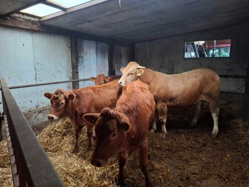 Jałówki Limousine cielne