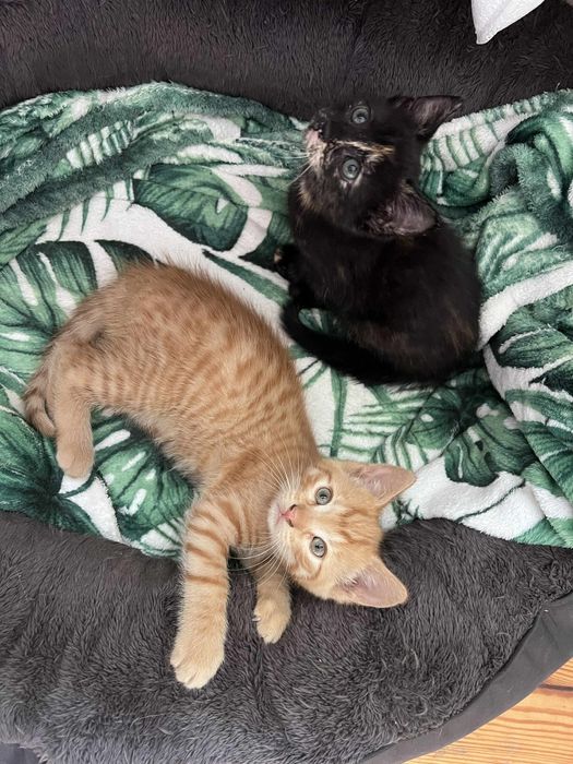 Oddam koteczke i kotka w dobre ręce,  najlepiej razem