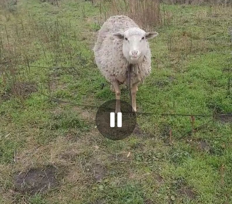 Вівця продам вік 1 рік