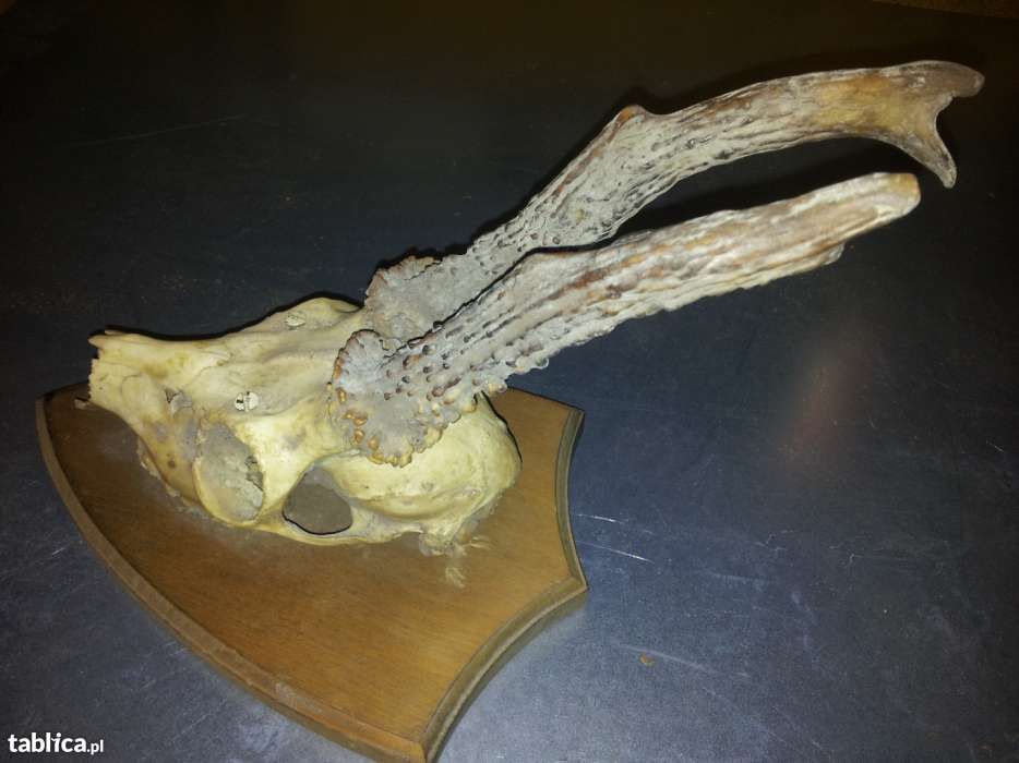 Poroże Kozła oprawione