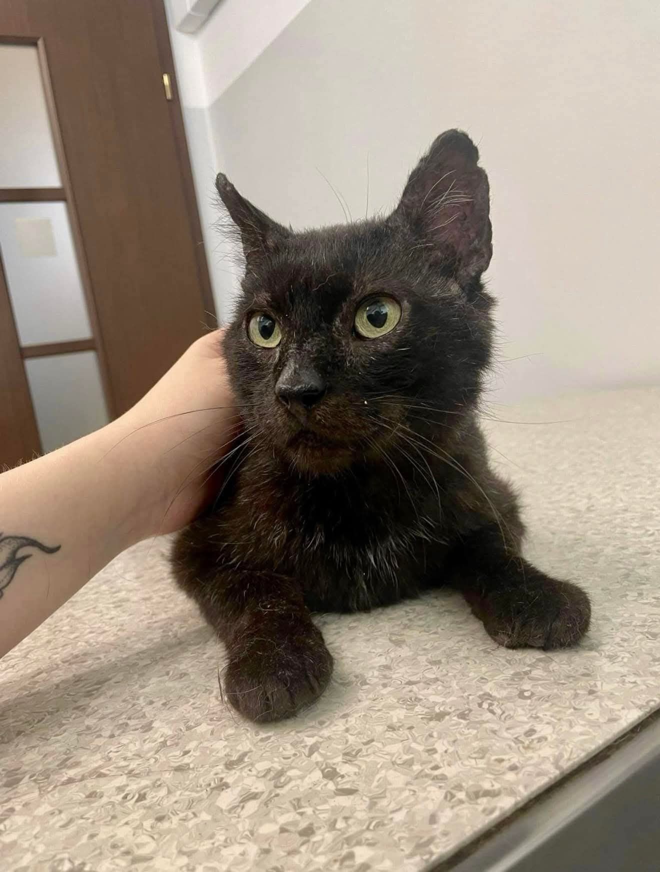 Kochany Lucky czeka na adopcje
