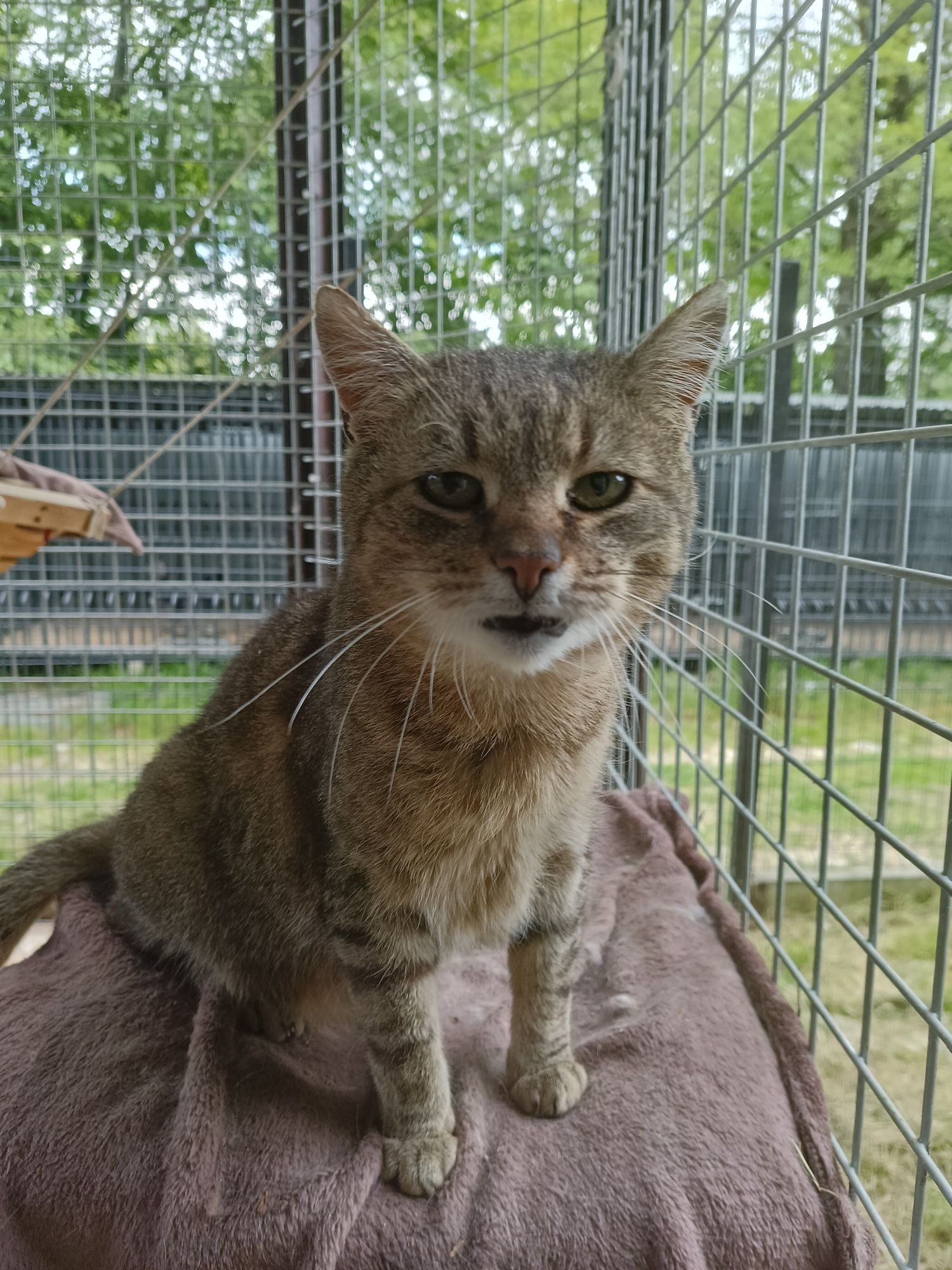 Kot Sid do adopcji. Oddam kota