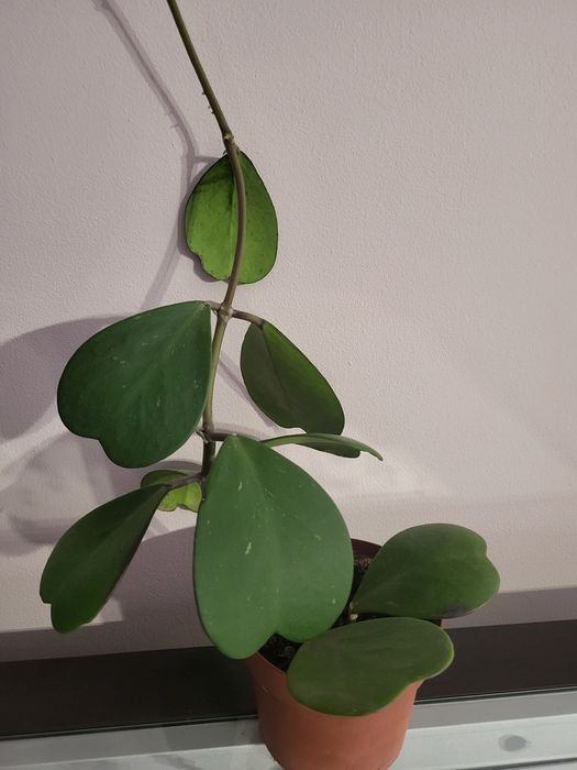 Hoya, hoja kerii