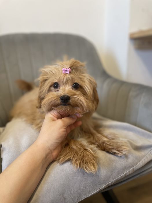 Дуже ніжна дівчинка  мальтипу f1 5 місяців