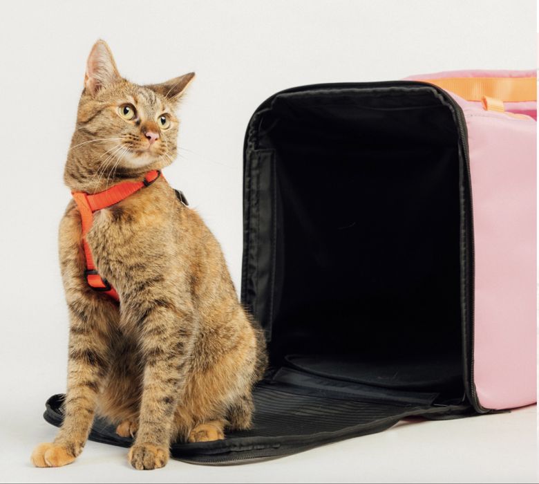 Transporter Homie Orange Protekt Animals dla kota lub psa