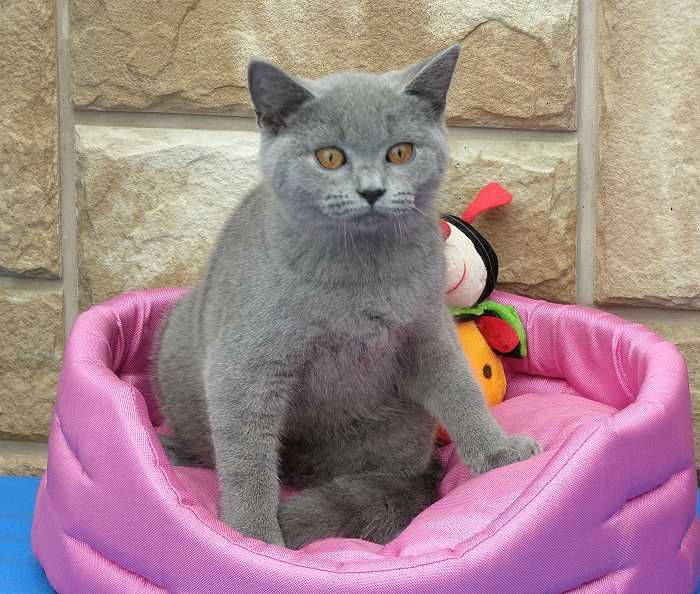 Kot Brytyjski koteczka brytyjska