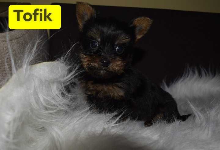 Yorkshire terrier mały piesek Tofik