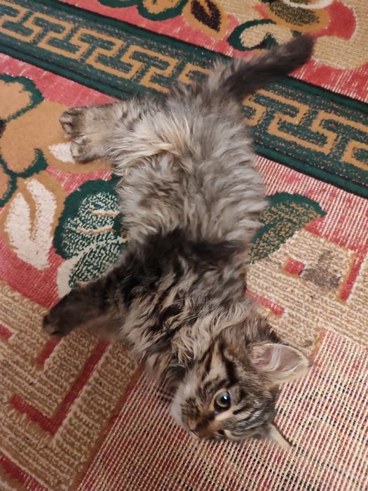 Віддам кошеня(вона)