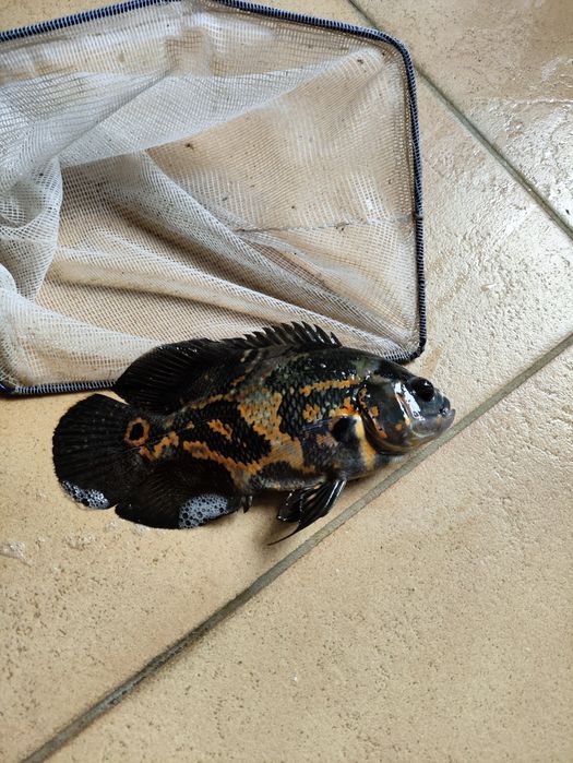 Pielęgnica pawiooka Red Tiger Duże