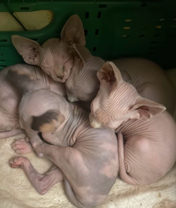 Котята канадский сфинкс