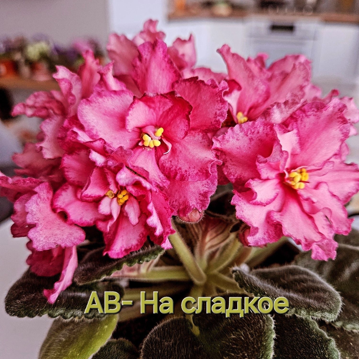 Фіалки сортові Акція! Листочки від 20 грн. Є у наявності дітки від 45