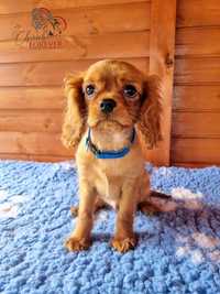 Szczenię Cavalier King Charles Spaniel