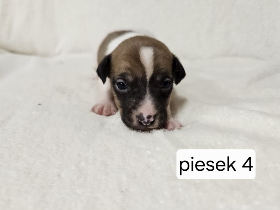 Piesek Jack Russell Terrier