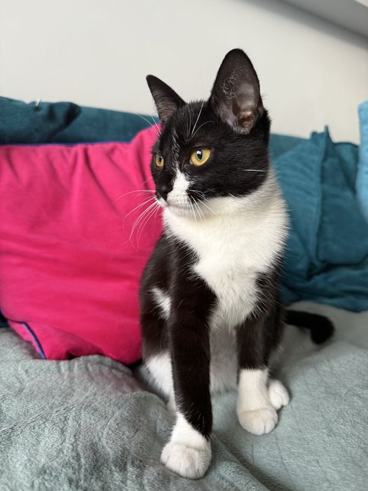 Uroczy kotek Lilo szuka domu! Otwart, kontaktowy, przemiły