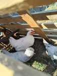 Leghorn branca macho