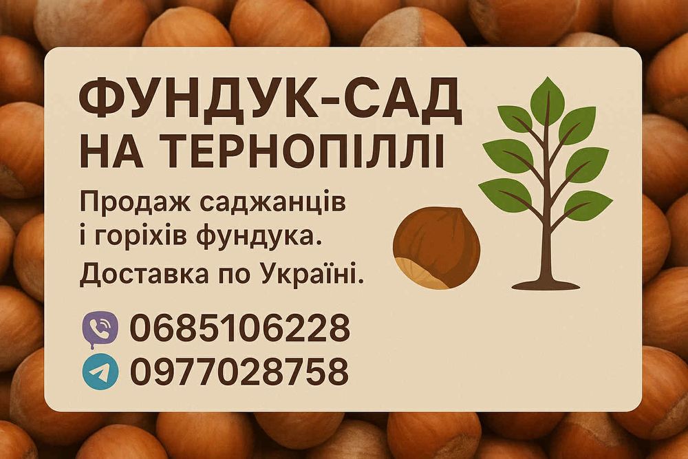 Продам саджанці та горіхи фундука