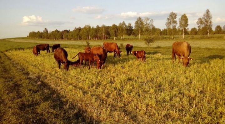 Bydło rasy RP Polska Czerwona