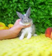 Карликовый мини кролик,міні кролики,карликовий,голландський,