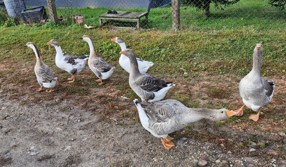 Sprzedam Gęsi  ...