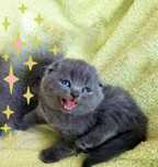 Scottish Fold azul