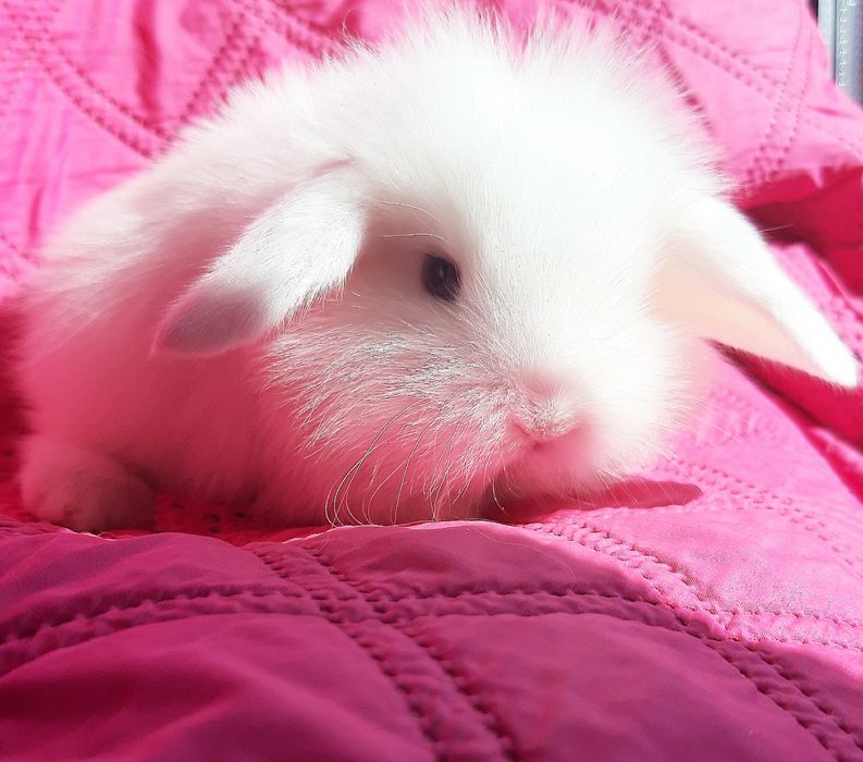 Карликовые минтатюрные декорат.торчеухие и вислоухие кролики и клетки