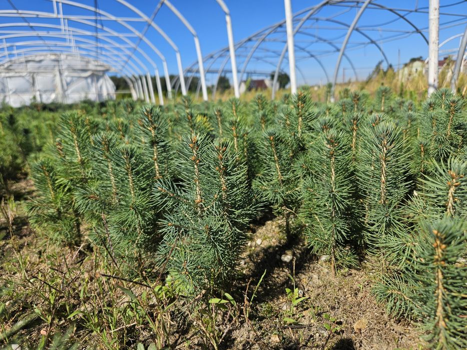 Świerk srebrny - 2,5 letni