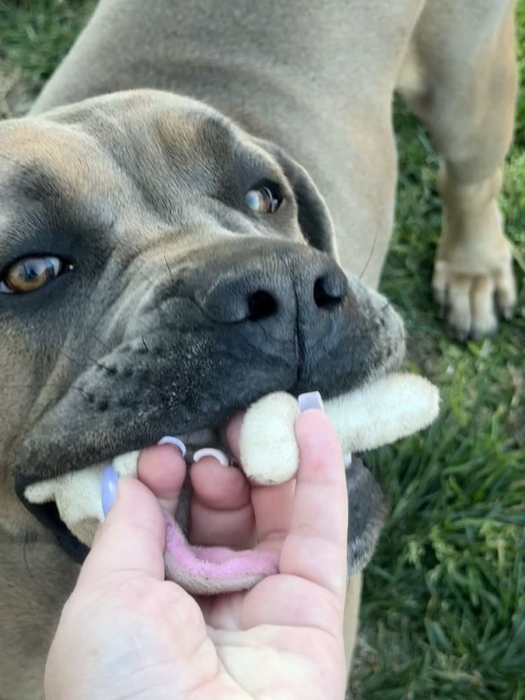 Cane Corso Italiano com LOP e afixo