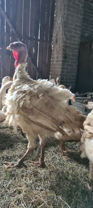 Młode indyki ekologiczne wolny wybieg