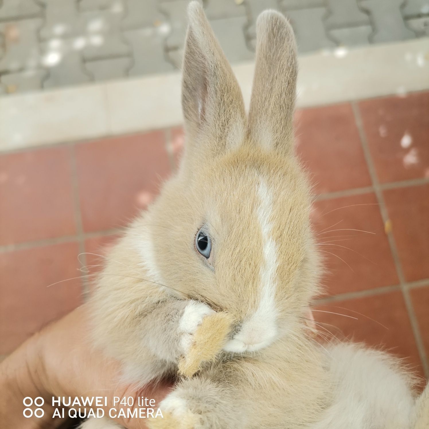 Coelhos Anões Toy