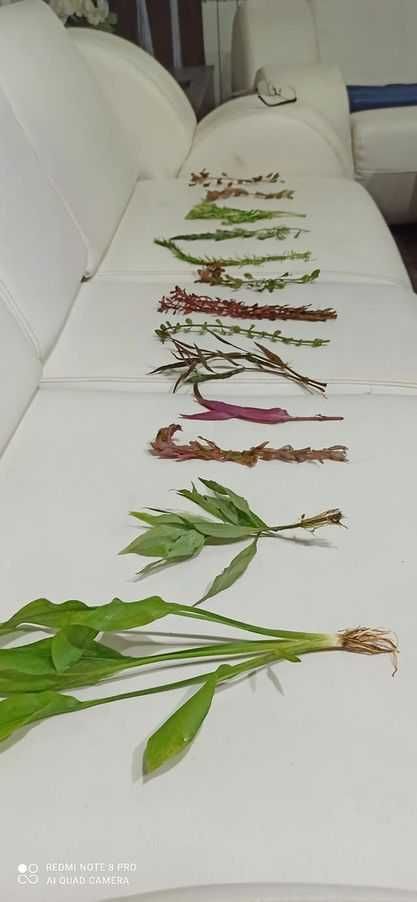 Piękny zestaw kolorowych roślin z kilkunastu gatunków!
