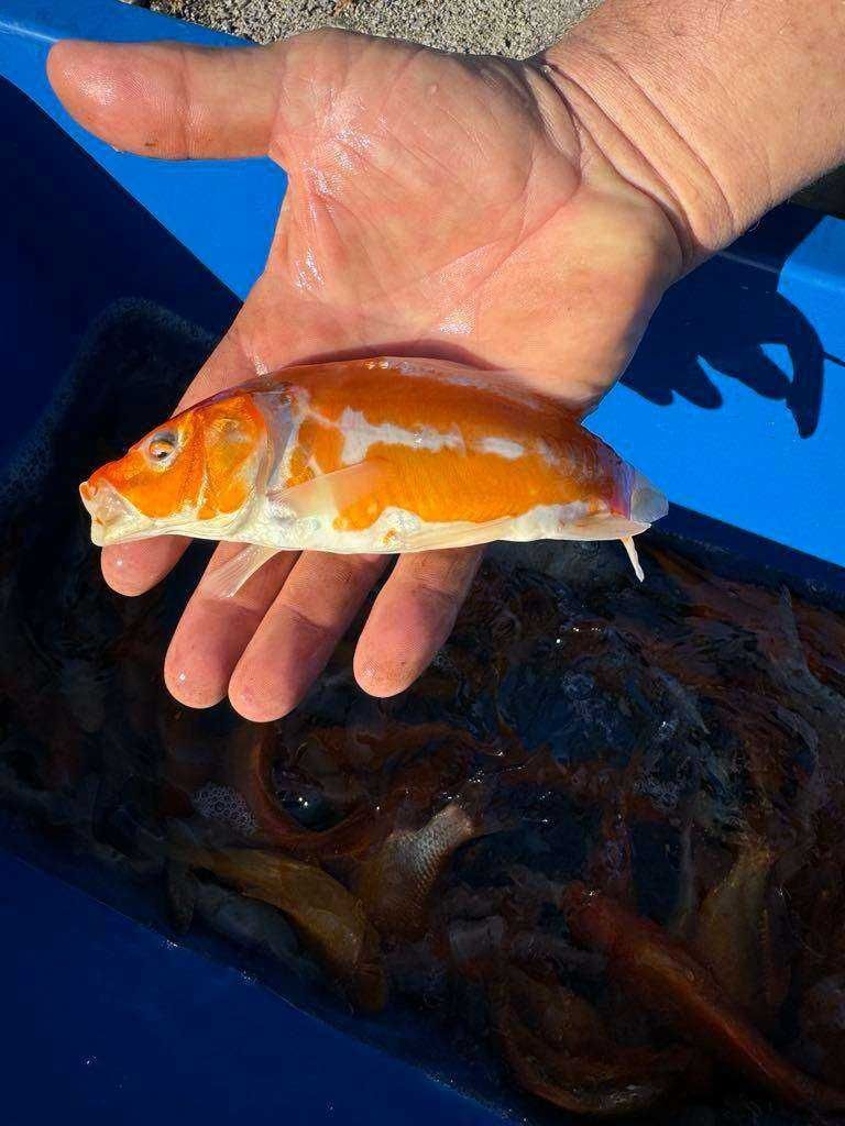 Karp Koi Narybek Karpia Koi Japoński