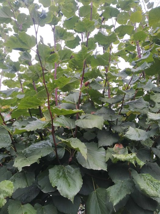 Липа.Саджанці.Широколиста та серцелиста