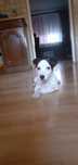 Jack Russell Terrier- piesek
