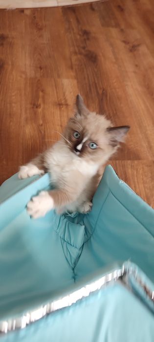 Ragdoll Cherubin Mink rodowód TICA