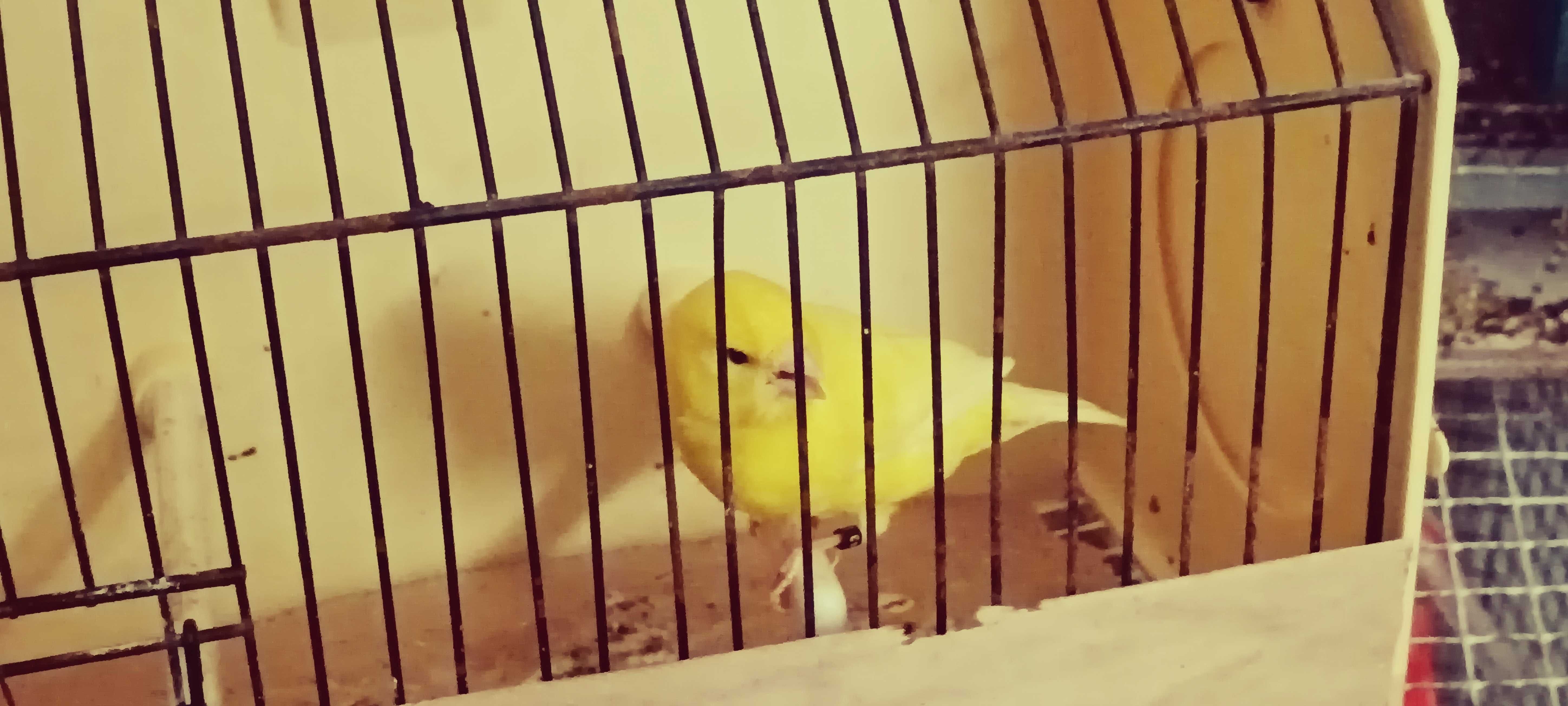 Cedência de aves