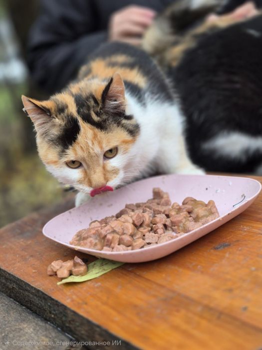 Котята в хорошие руки