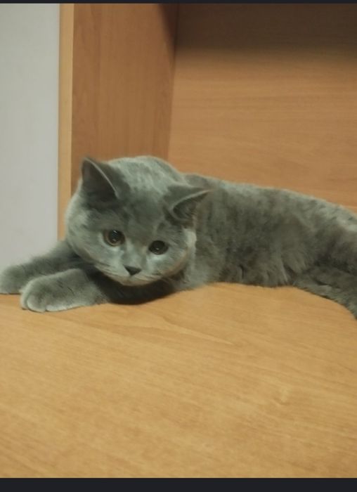 Шотландська дівчинка з прививками