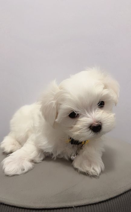 Maltańczyk  Szczeniak