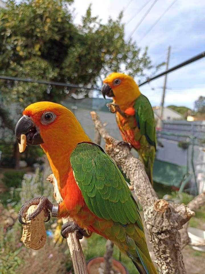 Araras/papagaio/jandayas