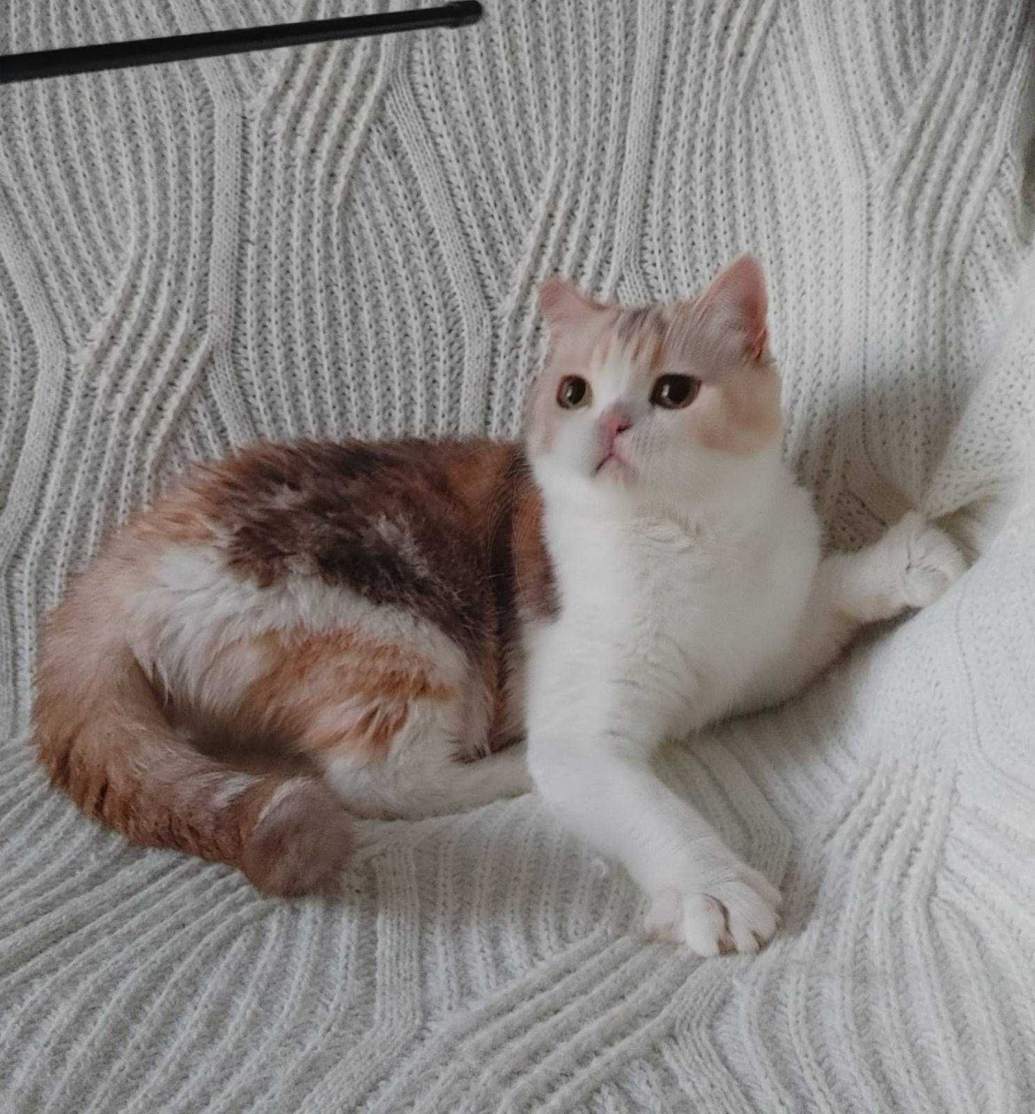 Плюшечка и милашка- девочка в редком окрасе choco calico. Киев