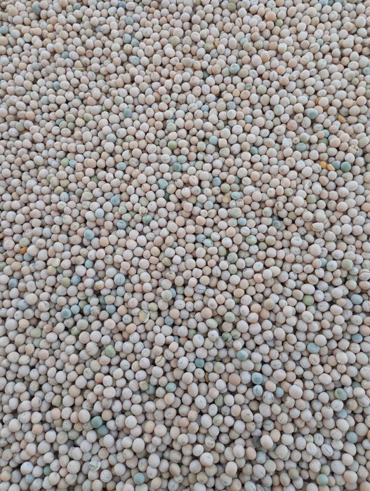 Продам озимий горох