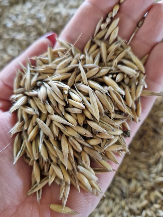 Owies Kozak tego roczny